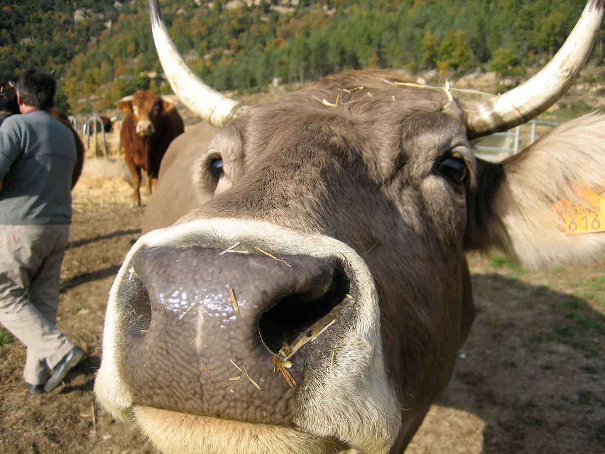 L'entorn · Una vaca