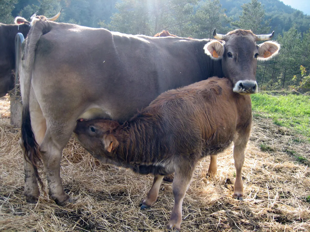 L'entorn · Vaca i vedella