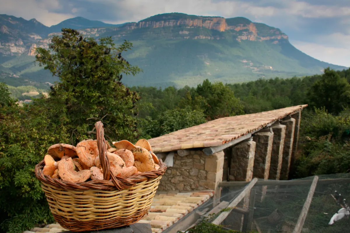 Basket of saffron milk caps with the cliffs behind